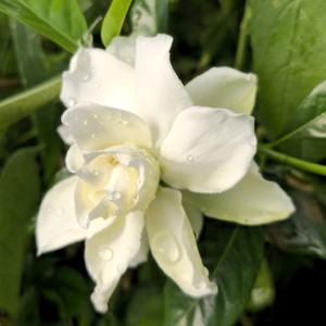 Vietchii Gardenia, Everblooming Gardenia