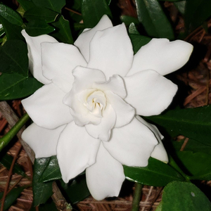 Radicans Dwarf Gardenia, Miniature Gardenia