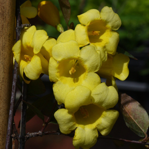 Margarita Carolina Yellow Jessamine, Carolina Jasmine, Evening Trumpet Flower, Woodbine