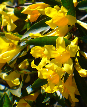 Carolina Yellow Jessamine, Carolina Jasmine, Evening Trumpet Flower, Woodbine