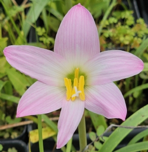 Pink Rainlily, Argentine Rainlily, Brazilian Copper Lily, Pink Fairy Lily