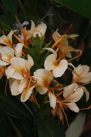 Dr. Moy Improved Variegated Ginger