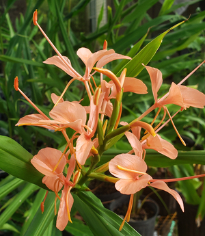 Kahili Ann Ginger