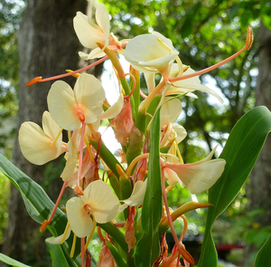 Hardy Peach Ginger, Narrow-Leaf Ginger