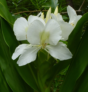 White Butterfly Ginger, Garland Flower, Mariposa, White Garland Lily, Indian Garland Flower