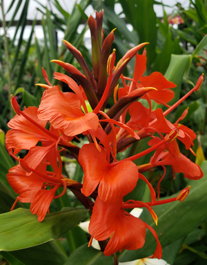 Red Butterfly Ginger