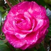Helen Bower Variegated Camellia