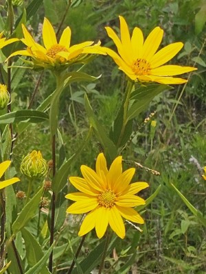 Hairy Sunflower, Rough Sunflower