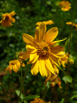 Western Sunflower, Fewleaf Sunflower