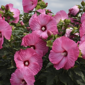 Airbrush Effect Perennial Hibiscus, Hardy Hibiscus