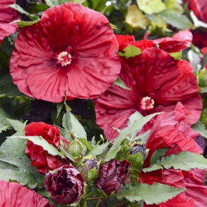 Blackberry Merlot Perennial Hibiscus, Hardy Hibiscus