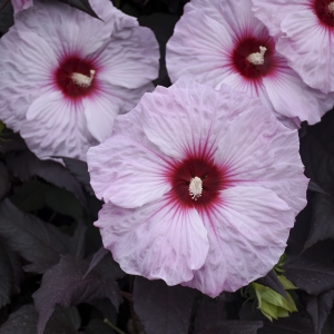 Dark Mystery Perennial Hibiscus, Hardy Hibiscus