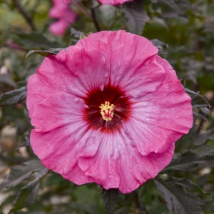 Inner Glow Perennial Hibiscus, Hardy Hibiscus