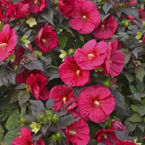 Mars Madness Perennial Hibiscus, Hardy Hibiscus