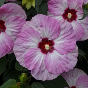 SUMMERIFIC® Spinderella Perennial Hibiscus, Hardy Hibiscus
