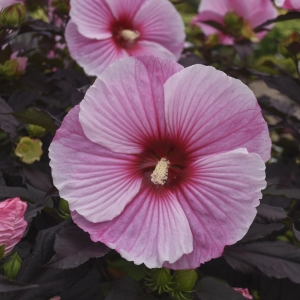 Starry Starry Night Perennial Hibiscus, Hardy Hibiscus