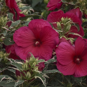 Summer Carnival Variegated Perennial Hibiscus, Hardy Hibiscus