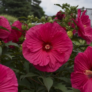 Summer In Paradise Perennial Hibiscus, Hardy Hibiscus