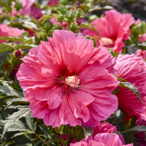 Watermelon Ruffles Perennial Hibiscus, Hardy Hibiscus