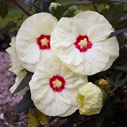 SUMMERIFIC® French Vanilla Perennial Hibiscus, Hardy Hibiscus