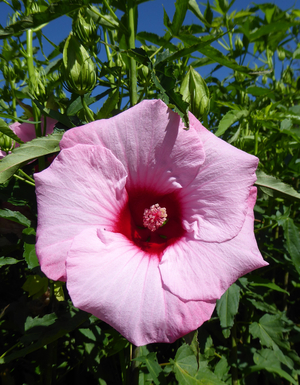 Lady Baltimore Perennial Hibiscus, Hardy Hibiscus