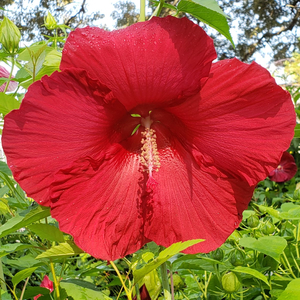 Lord Baltimore Perennial Hibiscus, Hardy Hibiscus