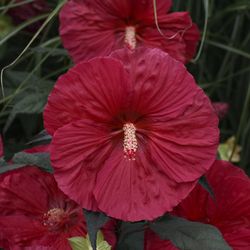Mars Madness Perennial Hibiscus, Hardy Hibiscus