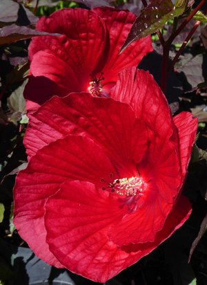 Mimi Perennial Hibiscus, Hardy Hibiscus