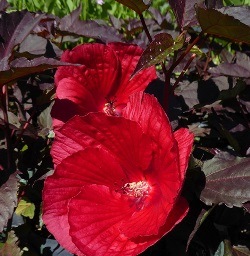 Mimi Perennial Hibiscus, Hardy Hibiscus