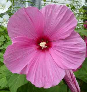 Pink Flare Perennial Hibiscus, Hardy Hibiscus