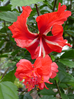 Red El Capitolio Hibiscus, El Capitolio Bloody Mary Hibiscus, Red Poodle Hibiscus