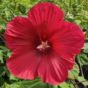 Red Flare Perennial Hibiscus, Hardy Hibiscus