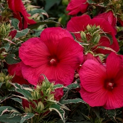 Summer Carnival Variegated Perennial Hibiscus, Hardy Hibiscus