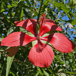 Red Texas Star Perennial Hibiscus, Scarlet Rose Mallow, Swamp Hibiscus, Swamp Mallow
