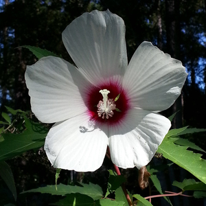 Halberdleaved Rosemallow, Halberdleaf Hibiscus, Smooth Rosemallow, Sweating Weed, Military Hibiscus