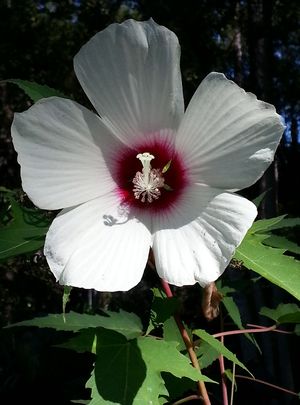KOPPER KING Hardy Hibiscus Plant in 4.5" pot 