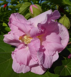 Double Pink Confederate Rose, Cotton Rose Mallow