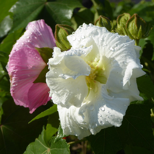 Double White Confederate Rose, Cotton Rose Mallow