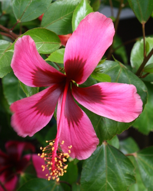 Fiji Island Tropical Hibiscus