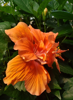 Joanne Double Orange Hibiscus