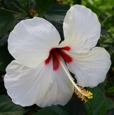 Mount Everest Tropical Hibiscus