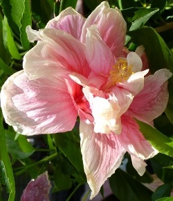 Double Pink and White Tropical Hibiscus, Chinese Hibiscus