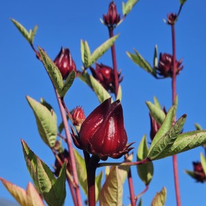 Thai Cajun Red Roselle Hibiscus, Florida Cranberry, Red Sorrel, Indian Sorrel, Sour-Leaf, Jamaican Sorrel, Flor de Jamaica