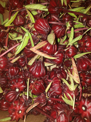 Thai Cajun Red Roselle Hibiscus, Florida Cranberry, Red Sorrel, Indian Sorrel, Sour-Leaf, Jamaican Sorrel, Flor de Jamaica