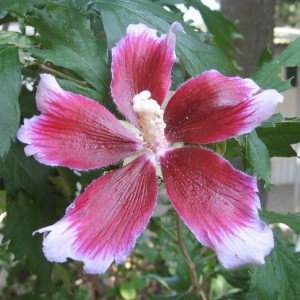 Aerial Elixirs™ Cranberry Eclipse™ Althea, Rose of Sharon, Hibiscus