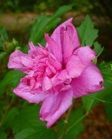 Amplissimus Double Red Althea, Paeoniflorus Rose of Sharon