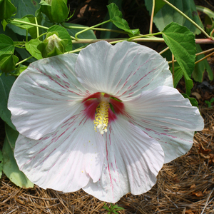 Peppermint Flare Perennial Hibiscus, Hardy Hibiscus