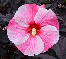 Starry Starry Night Perennial Hibiscus, Hardy Hibiscus, Hibiscus x 'Starry Starry Night'