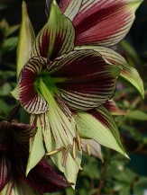 Butterfly Amaryllis