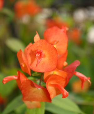 Orange Chinese Hat Plant, Cup and Saucer Plant, Parasol Flower